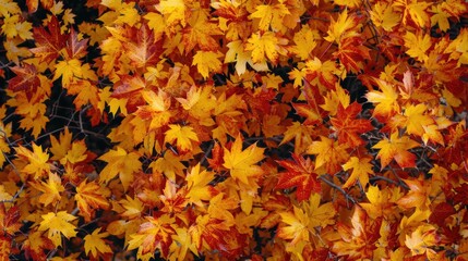 Wall Mural - Yellow Fall Background. Autumn Landscape with Red and Yellow Foliage in Forest