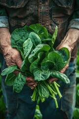 Canvas Print - spinach in the hands of a man. selective focus