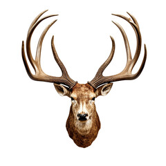 Wall Mural - deer antlers isolated on transparent background