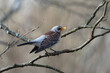 © nexusby - Fieldfare, thrush on a tree, Turdus pilaris in Belarus
