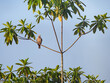 © nexusby - Green imperial pigeon on a tree, Ducula aenea in Sri Lanka
