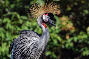grey crowned crane, balearica regulorum