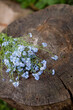 Beautiful blue forget me not bouquet on the old wood background. Bunch of nice season flowers laying on the wooden texture.