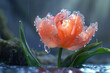 A tulip that blooms with petals made of crystal ice, glistening under the sun and melting into pure water at the touch of warmth.