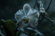 An orchid that exudes a gentle, silver glow, its petals dusted with a thin layer of moonlight, blooming best under the stars.