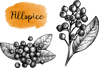 Wall Mural - allspice ink sketch.
