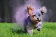 Small long-haired mixed breed dog is colored with blue pink and purple holy color and runs in the grass against a black background and the color flies up