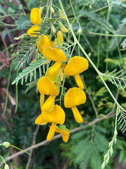 Poster - close up view of beautiful yellow sesbania flowers