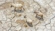 Dried up lake, cracked earth and sheeps walking on it aerial view stock photo contest winner, best quality, high resolution