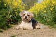 small long-haired mixed breed dog lies in a sandy track in a yellow rapeseed field