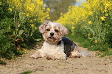 Wall Mural - small long-haired mixed breed dog lies in a sandy track in a yellow rapeseed field