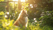 A fluffy dog's playful antics in a sunlit backyard, chasing bubbles amidst lush greenery.