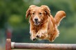 A dog leaping over a high hurdle during an agility test, symbolizing the drive and determination animals exhibit to overcome challenges