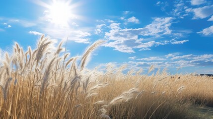 Wall Mural - wind blue sky and grass