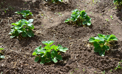 Wall Mural - a field with a few strawberry plants top view 