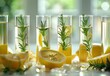 Presentation: Biological experiment with lemon extract, rosemary leaves, and yellow water in test tubes. Developing cosmetics from Citrus.