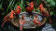 Six red cardinals perching around a bird bath