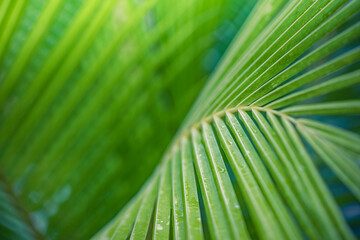 Wall Mural - Closeup tropical palm leaf and shadows, exotic abstract natural green lush background, dark tone textures. Sunshine garden park plant summer foliage panoramic banner wallpaper. Inspire relaxing nature