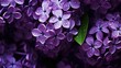 violet flowers purple