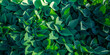 Green leaves panorama. Fresh tropical Green leaves panoramic wallpaper. Calm peaceful serene greenery lush foliage. Summer plants texture abstract nature pattern background. Spa wellbeing meditation