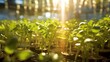 © vectorwin - greenhouse sprouts in the sun