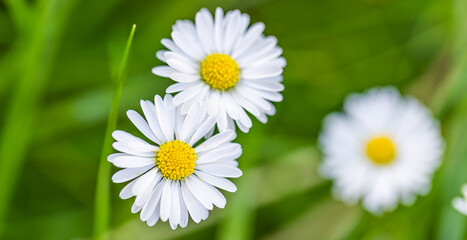 Wall Mural - abstract soft focus daisy meadow landscape. beautiful grass meadow fresh green blurred foliage. tran