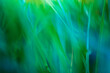 Idyllic wild grass in forest sunset. Macro grassland, shallow depth of field. Abstract green blue meadow nature background. Tranquil artistic spring summer nature closeup and blur forest background