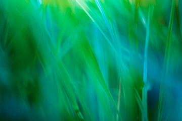 Poster - Idyllic wild grass in forest sunset. Macro grassland, shallow depth of field. Abstract green blue meadow nature background. Tranquil artistic spring summer nature closeup and blur forest background