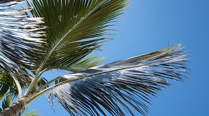 Canvas Print - tree silver palm