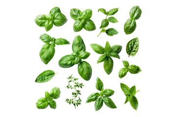 Wall Mural - Set of healthy herbs elements fresh basil isolated on transparent background