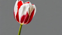 Dew Dropped White Red Tulip Flowers, Dual Colored Red-white Tulip On A White Background