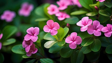 Poster - bloom small pink flowers