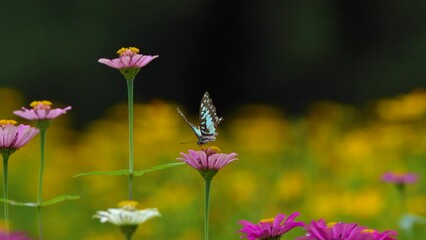 Wall Mural - common jay butterfly Graphium doson feeding on pink zinnia flower nectar in flower garden, natural bokeh background