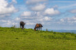 Horses grazing on Ditchling Beacon in Sussex, on a sunny May morning