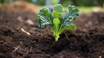 Poster - bed kale sprout