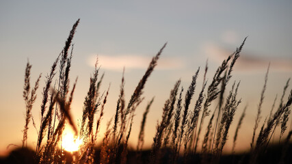 Wall Mural - Sunset in the field. Landscape with grass against the backdrop of the setting sun at summer evening. Selective focus.