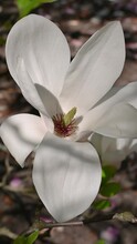 Large White Magnolia Flowers, Close-up. Magnolia Denudata, The Lilytree, Yulan Magnolia. Spring Bloom. Floral Background.