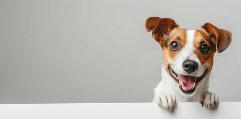 Sticker - Happy adorable dog peeking out from behind a plain blank billboard banner with copyspace for text