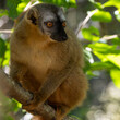 Ein Brauner Maki im madegassischen Isalo Nationalpark