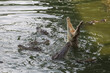 Close up salt crocodile is show action jump on river