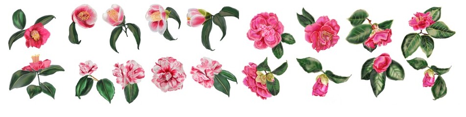 Wall Mural - Big set of watercolor botanical floral illustrations - camellia branches with pink buds and green leaves. Collection of Hand-drawn elements on a white background.