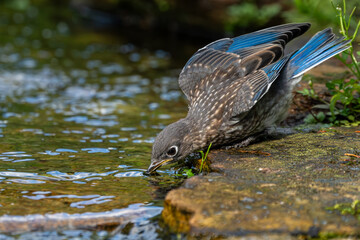 Wall Mural - juvenile bluebird drinking from a pond
