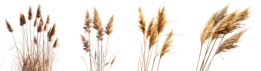 Wall Mural - collection of reeds isolated on white or transparent background, 3d rendering