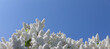 Weißer Flieder vor blauem Himmel