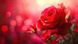 Red rose on blurred background.