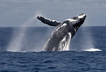 Canvas Print - whale in the water