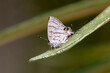 Der Schmetterling Hemiolaus cobaltina in der Seitenansicht auf einem Blatt sitzend