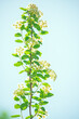 A branch with white flowers against a blue sky. soft selective focus. Spiraea Wangutta.