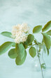   Blooming branch with a white elderberry flower in a transparent bottle. artistic interior light photo. poster Very soft focus.
