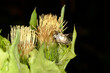 Fliegentöter, Entomophthora muscae